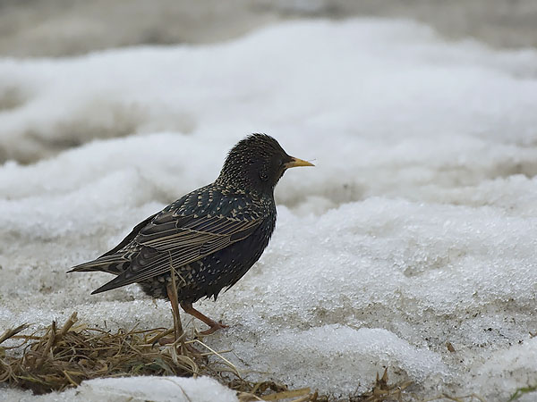 Kottarainen, Common Starling, Sturnus vulgaris